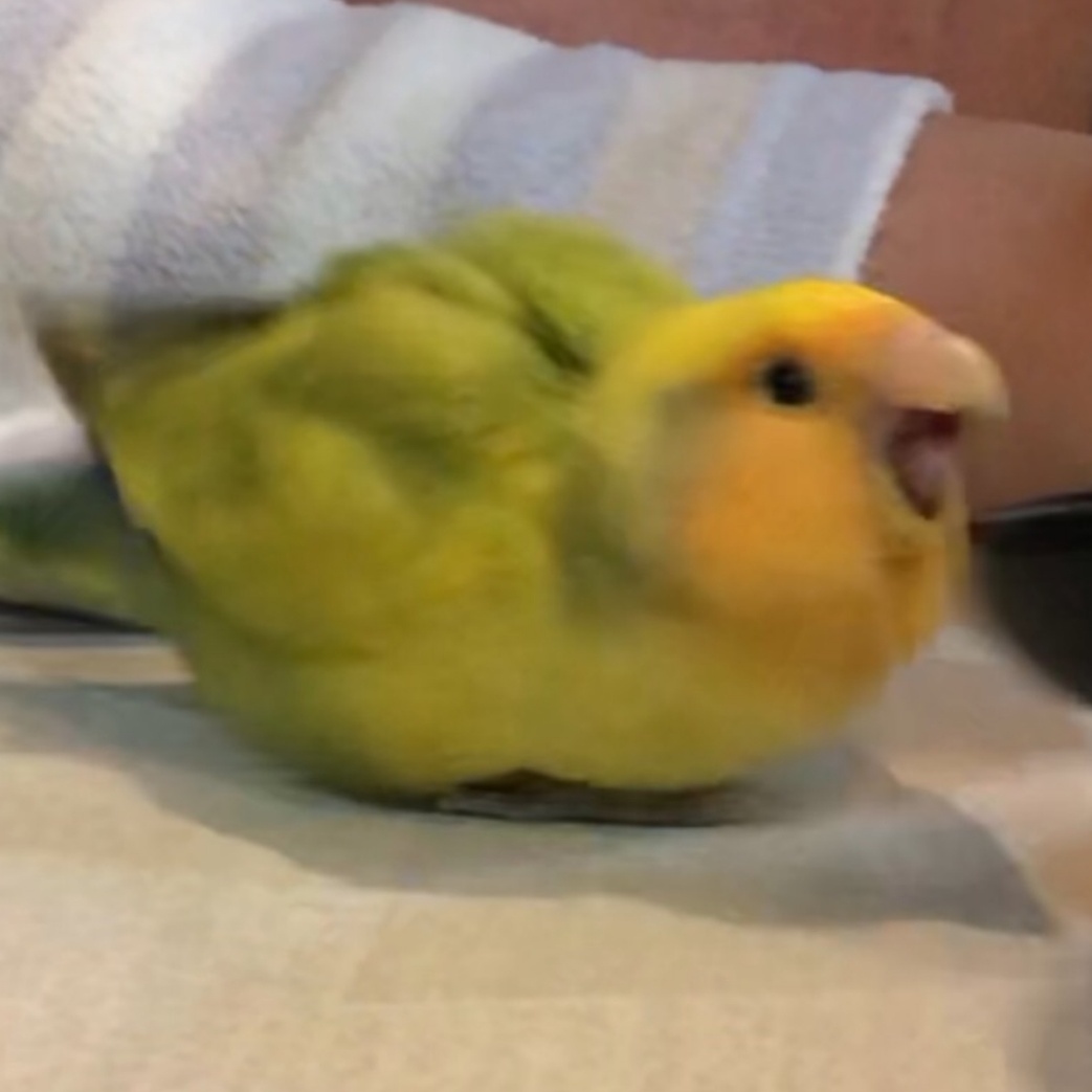 やしきん